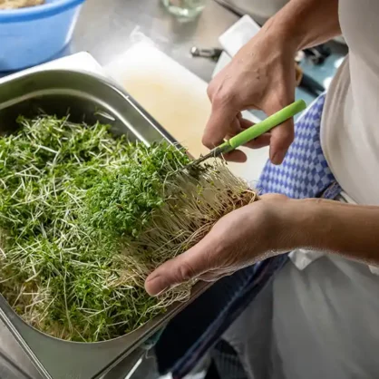 Mitarbeiter schneidet Kresse