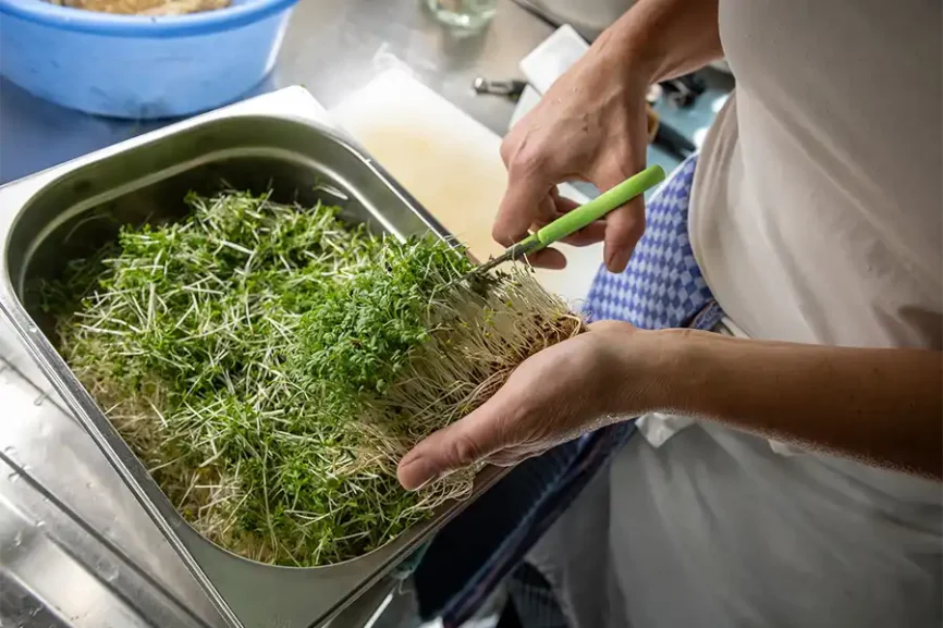 Mitarbeiter schneidet Kresse