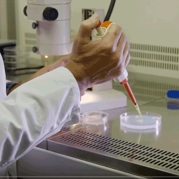 Bild Tagungsbericht: Gut essen mit Genome Editing