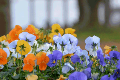 Bild „Das Schöne in den Blick nehmen“