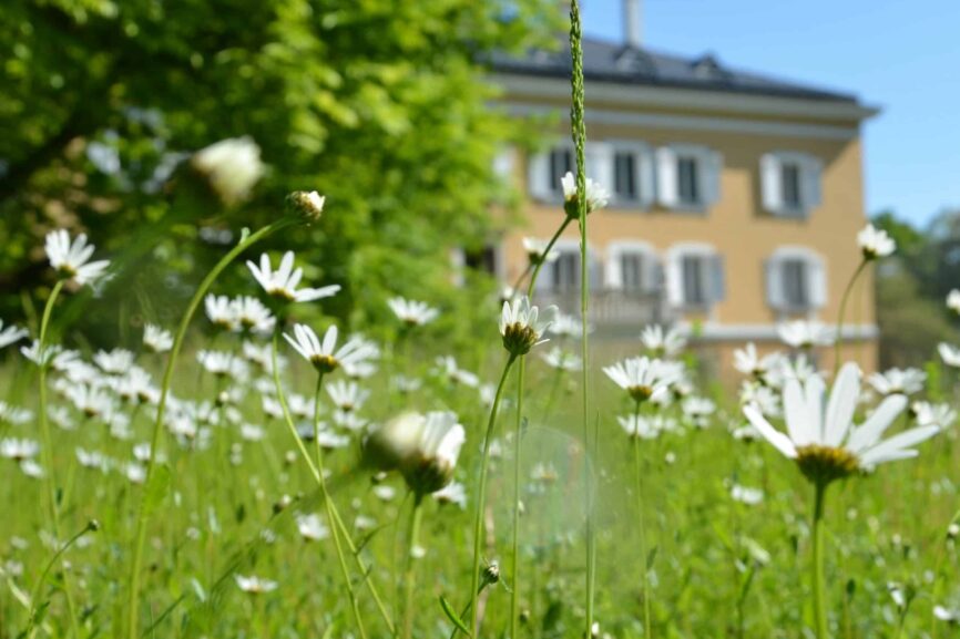 Blumen Margeriten Park Schloss Tutzing