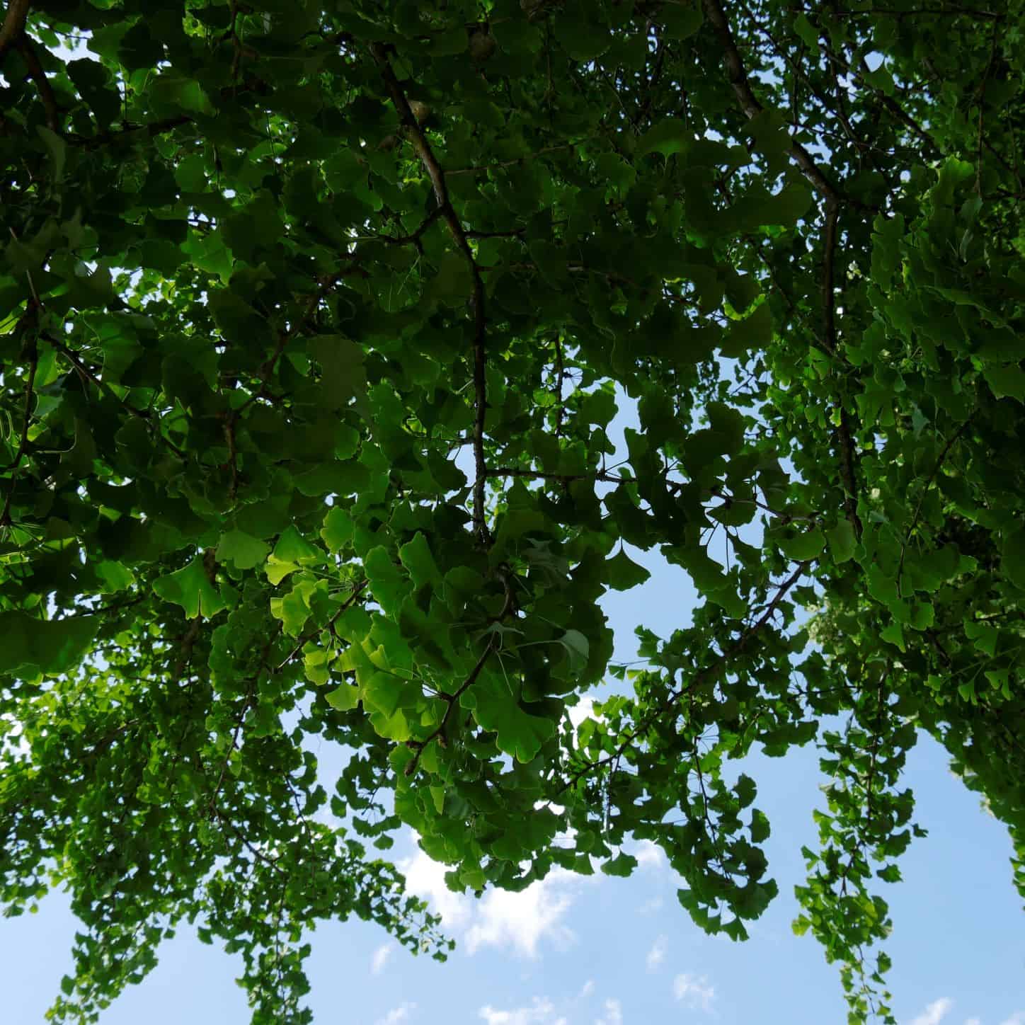 Gingko im Schlosspark Tutzing