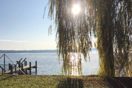 Sonnen scheint durch die Äste einer Weide