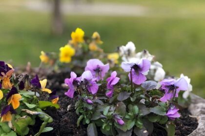 Stiefmütterchen im April