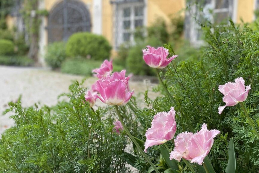 Newsletter Juni 2023