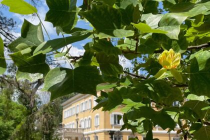 Tulpenbaum, Evangelische Akademie Tutzing
