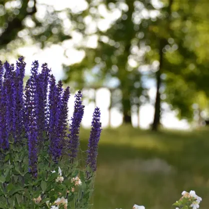 Lavendel im Park