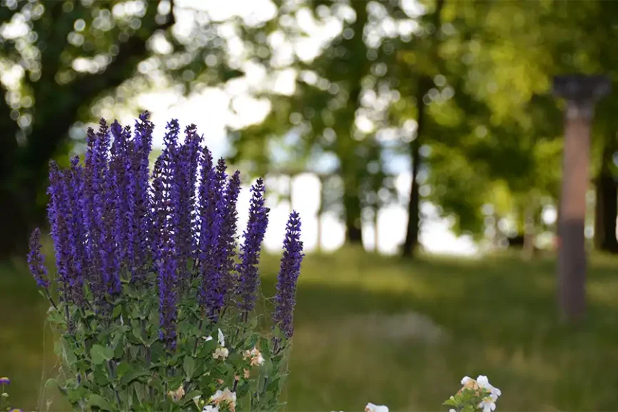 Lavendel im Park