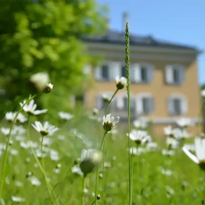 Wildblumenwiese im Park von Schloss Tutzing