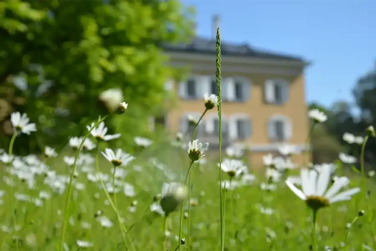 Wildblumenwiese im Park von Schloss Tutzing