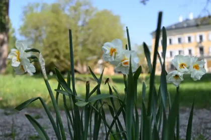 Osterglocken im Park vor dem Schloss Tutzing