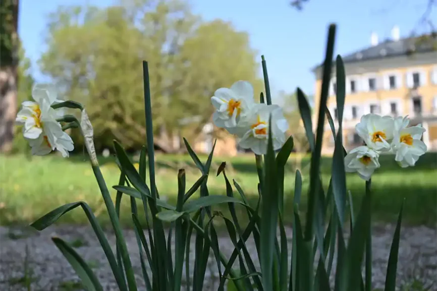Osterglocken im Park vor dem Schloss Tutzing