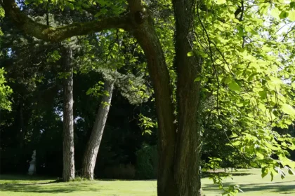 Bäume im Schlosspark
