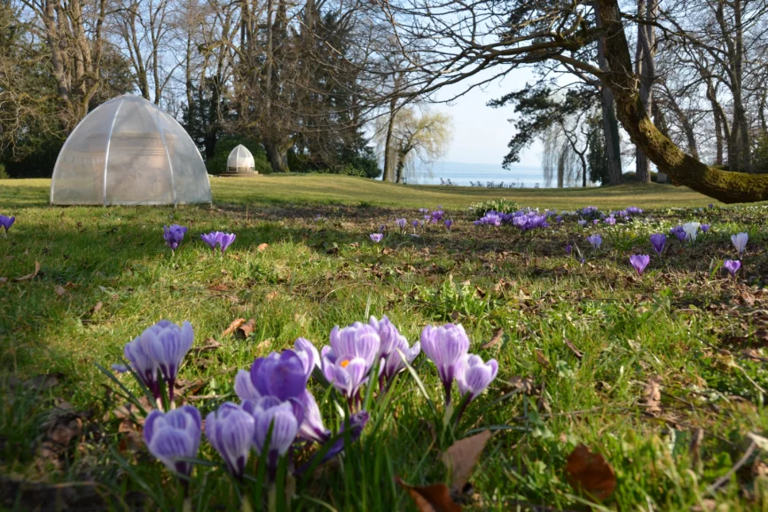 Newsletter März 2025, Frühlingsblüten im Schlossgarten