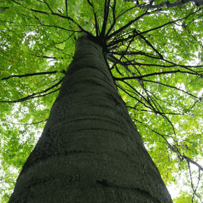 Bild Blickwechsel zwischen Literatur und Wissenschaft: Der Baum