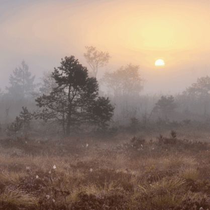 Bild Moorwende – Mehr Moor wagen