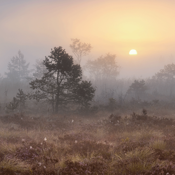 Bild Moorwende – Mehr Moor wagen