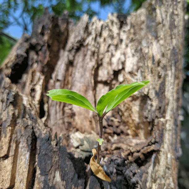 Bild Zeiten des Umbruchs. Perspektiven einer Ökologie der Zeit