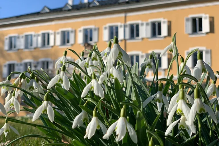 Schneeglöckchen im Park Schloss Tutzing