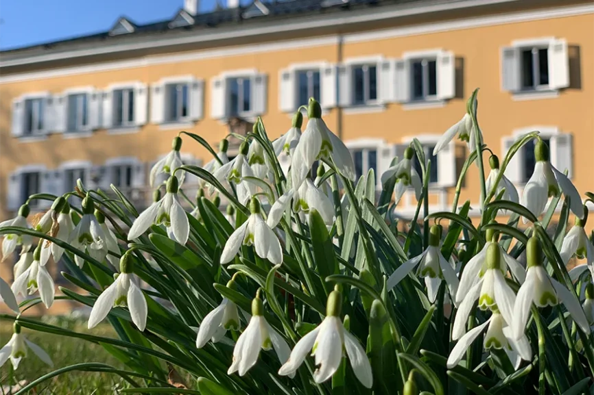 Schneeglöckchen im Park Schloss Tutzing