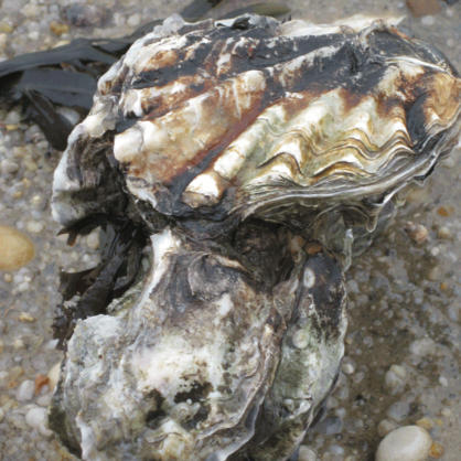 Bild Eigentlich bin ich ganz anders