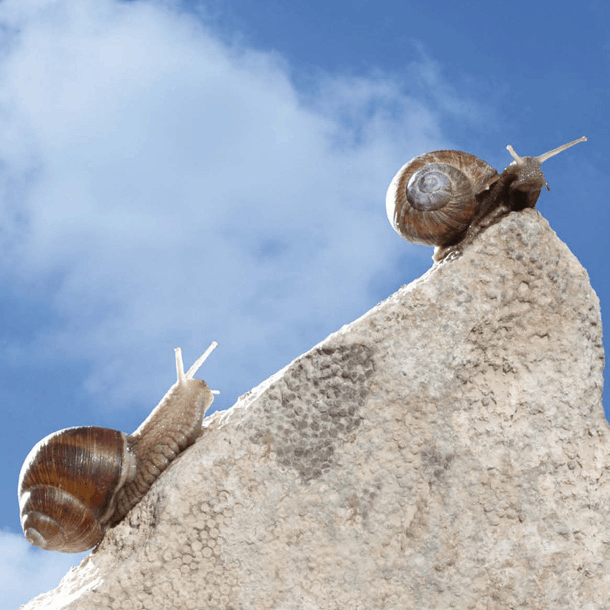 Bild Reif für die Wachstumswende?