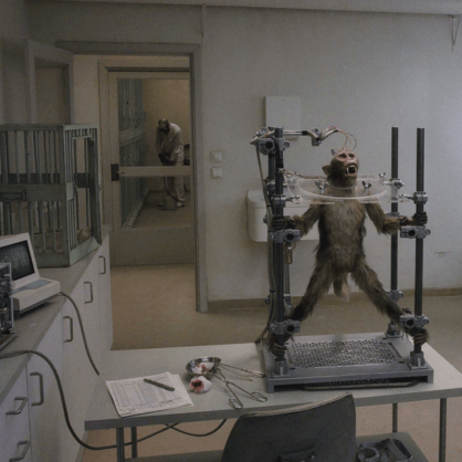 Bild Film des Monats: Eine Taube sitzt auf einem Zweig und denkt über das Leben nach