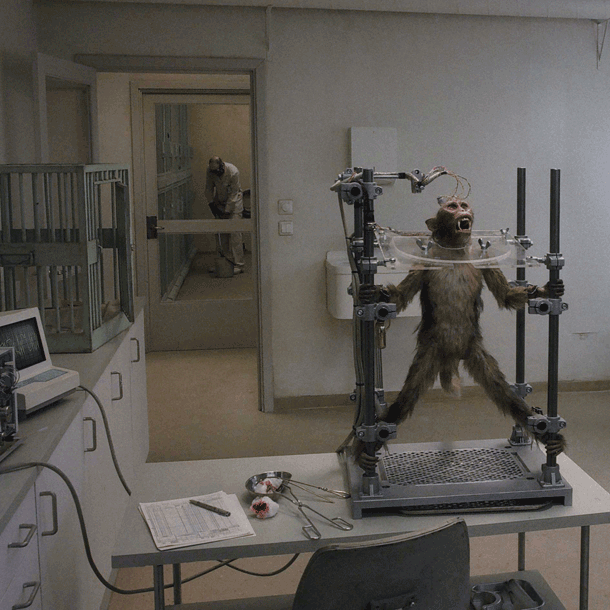 Bild Film des Monats: Eine Taube sitzt auf einem Zweig und denkt über das Leben nach