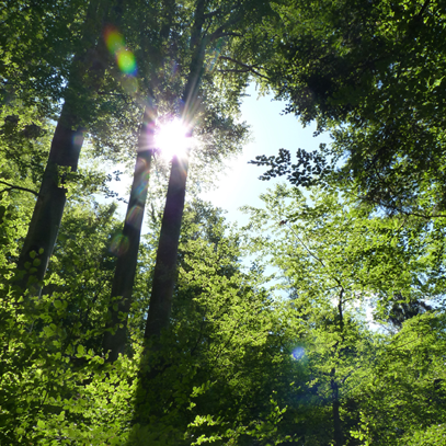 Bild Künstliche Fotosynthese