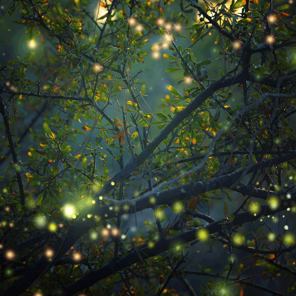 Bild Pu(c)K – ein Sommernachtstraum…