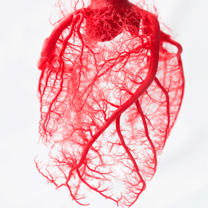 Bild Ein Blickwechsel zwischen Literatur und Wissenschaft: Das Herz