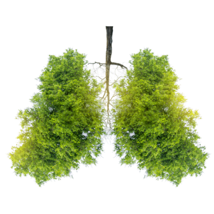 Bild Auf ins neue Holzzeitalter