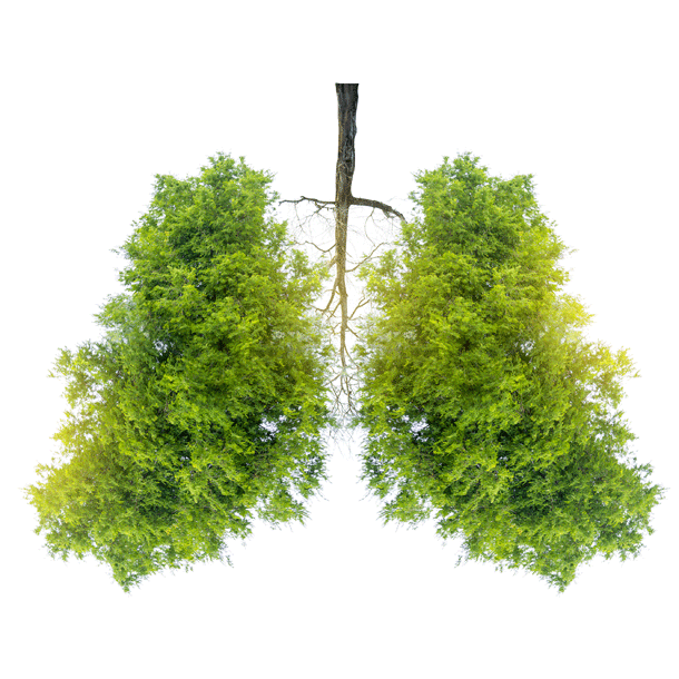 Bild Auf ins neue Holzzeitalter