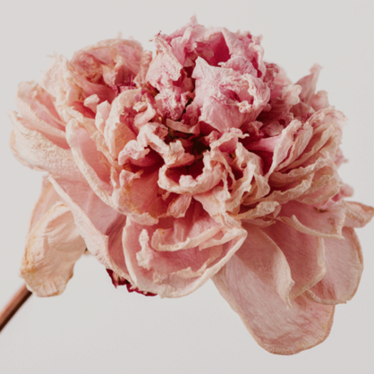 Bild Die Frauen um Napoleon