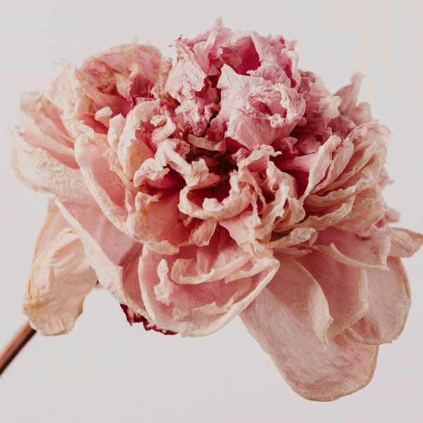 Bild Die Frauen um Napoleon