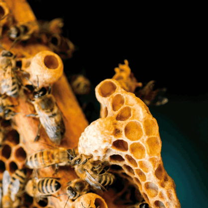 Bild Zusammenhalt. Die Stadt als Lebensform