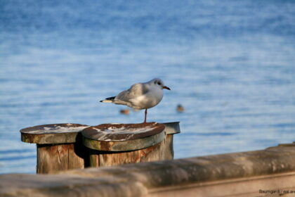 Bild Newsletter Februar 2026