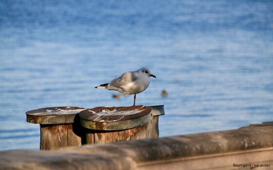 Bild Newsletter Februar 2026