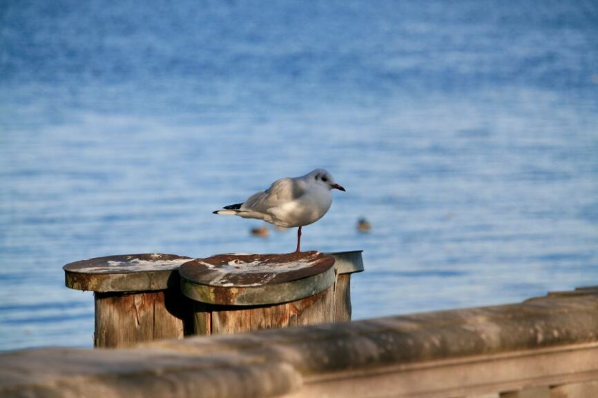 Möwe am Starnberger See