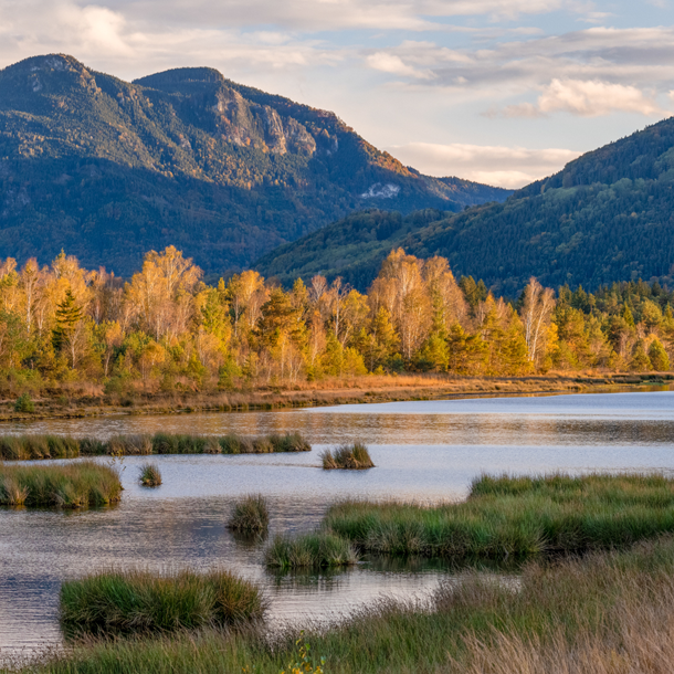 Bild Bayerns wilde Moore