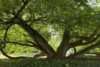 Flügelnuss im Park Schloss Tutzing