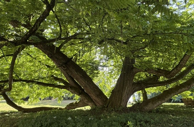 Flügelnuss im Park Schloss Tutzing